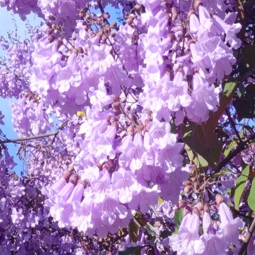 paulownia-cesarska-paulownia-tomentosa-zielonapara-sadzonka-duza-zdrowa-fioletowe-kwiaty.jpg