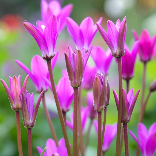 bozykwiat-queen-victoria-dodecatheon-pulchellum-zdrowa-sadzonka-zielona-para.jpg