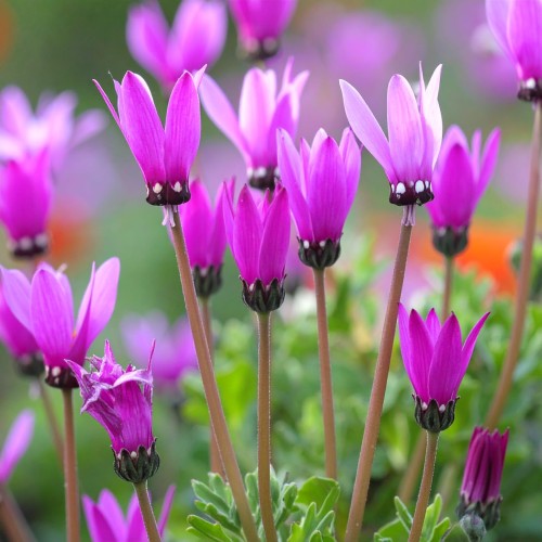 bozykwiat-queen-victoria-dodecatheon-pulchellum-zdrowa-sadzonka-zielona-para.jpg