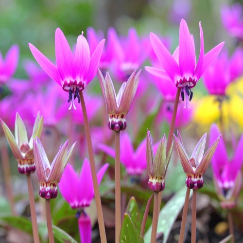 bozykwiat-queen-victoria-dodecatheon-pulchellum-zdrowa-sadzonka-zielona-para.jpg