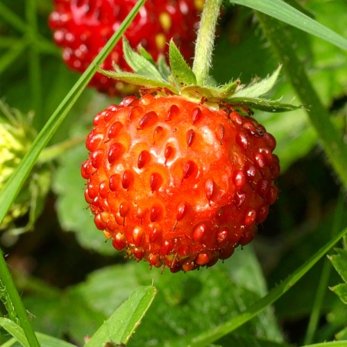 poziomkowka-indyjska-duchesnea-indica-zielonapara-sadzonka-duza-zdrowa-zolte-kwiaty-czerwone-owoce