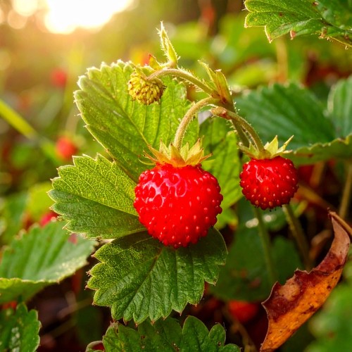 poziomkowka-indyjska-duchesnea-indica-zielonapara-sadzonka-duza-zdrowa-zolte-kwiaty-czerwone-owoce