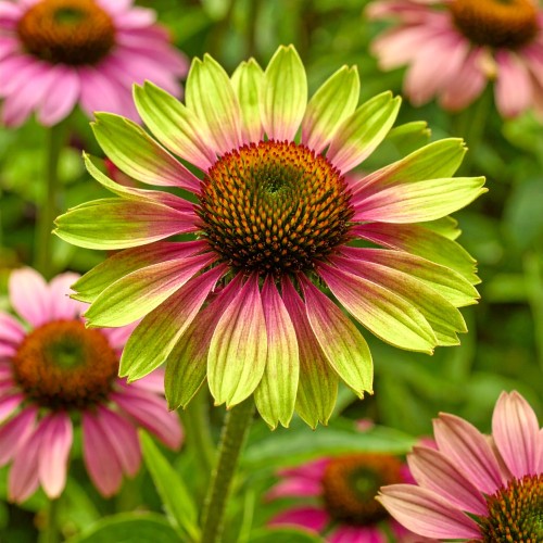 jezowka-purpurowa-echinacea-purpurea-zielonapara-sadzonka-duza-zdrowa-rozowe-kwiaty.jpg