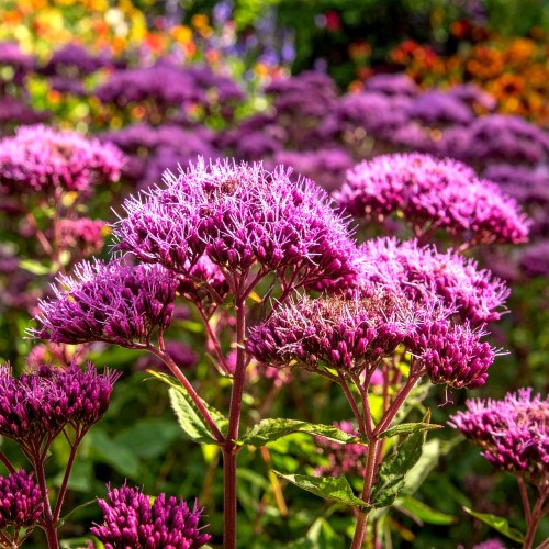 sadziec-eutrochium-purpureum-zielonapara-sadzonka-duza-zdrowa-rozowe-baldachy.jpg