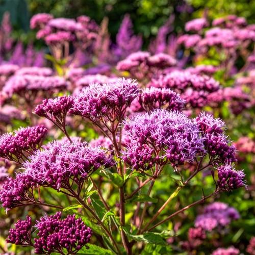 sadziec-eutrochium-purpureum-zielonapara-sadzonka-duza-zdrowa-rozowe-baldachy.jpg