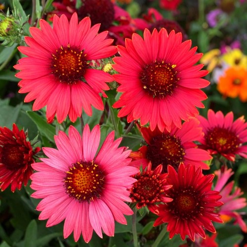 Gailardia oścista Arizona Rote Tone