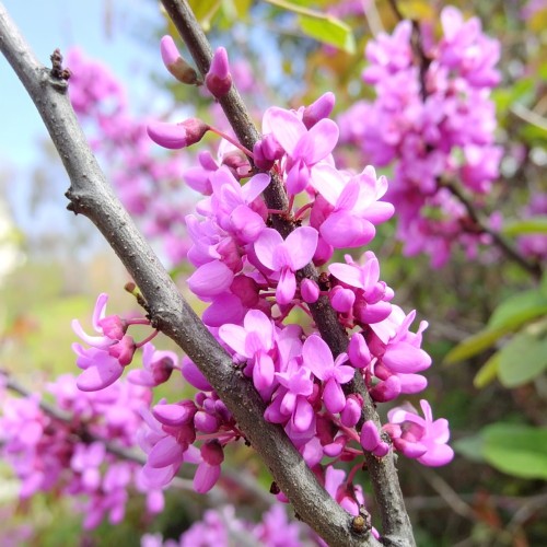 judaszowiec-kanadyjski-cercis-canadensis-zdrowa-sadzonka-zielona-para.jpg