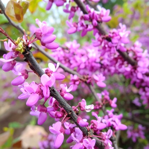 judaszowiec-kanadyjski-cercis-canadensis-zdrowa-sadzonka-zielona-para.jpg