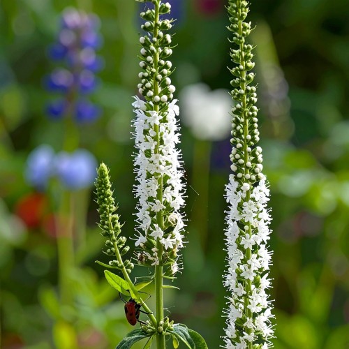pluskwica-sercolistna-actaea-cordifolia-zdrowa-sadzonka-biale-kwiatostany-zielona-para.jpg