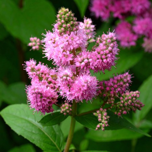 Tawułka chińska Astary Rose