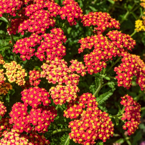 krwawnik-czerwony-achillea-millefolium-zielonapara-sadzonka-duza-zdrowa-czerwone-kwiaty.jpg