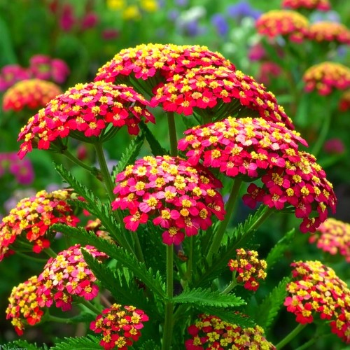 krwawnik-czerwony-achillea-millefolium-zielonapara-sadzonka-duza-zdrowa-czerwone-kwiaty.jpg
