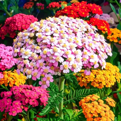 krwawnik-czerwony-achillea-millefolium-zielonapara-sadzonka-duza-zdrowa-czerwone-kwiaty-2.jpg