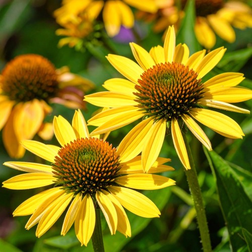 Gailardia oścista Mesa Yellow