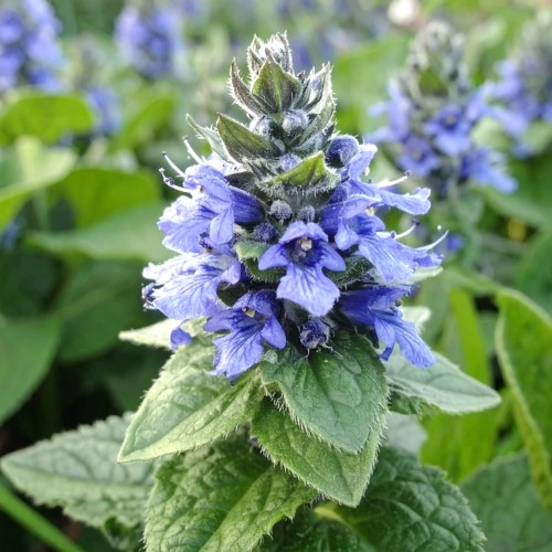 dabrowka-rozlogowa-variegata-ajuga-reptans-duza-zdowa-sadzonka-zielona-para.jpg