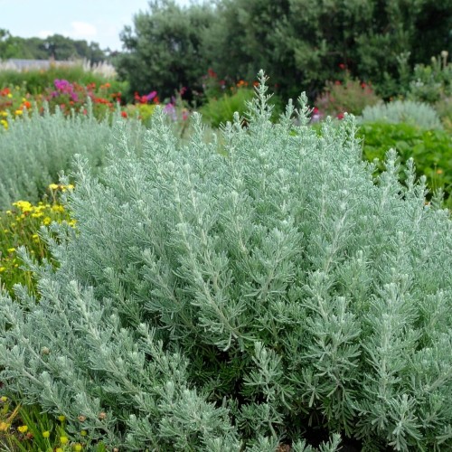bylica-artemisia-vulgaris-zielonapara-sadzonka-duza-zdrowa-srebrzyste-liscie.jpg