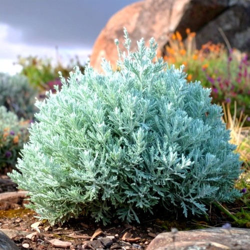 bylica-artemisia-vulgaris-zielonapara-sadzonka-duza-zdrowa-srebrzyste-liscie.jpg