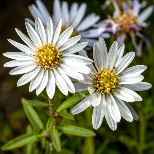 aster-bialy-aster-novi-belgii-zielonapara-sadzonka-duza-zdrowa-biale-kwiaty.jpg