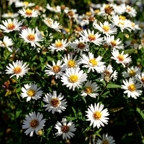 aster-bialy-aster-novi-belgii-zielonapara-sadzonka-duza-zdrowa-biale-kwiaty.jpg
