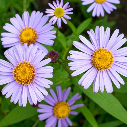 aster-nowobelgijski-aster-novi-belgii-zielonapara-sadzonka-duza-zdrowa-jesienne-kwiaty.jpg