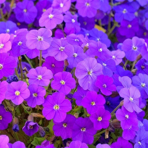 zagwin-ogrodowy-glacier-blue-aubrieta-hybrida-blekitne-kwiaty-zimozielona-pokrywowa-bylina-sadzonka-sadzonki-zielona-para-zielonapara