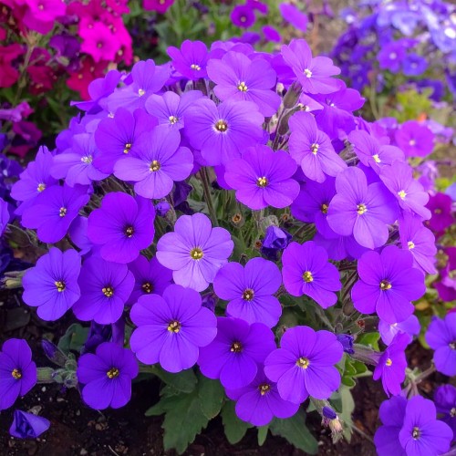 zagwin-ogrodowy-glacier-blue-aubrieta-hybrida-blekitne-kwiaty-zimozielona-pokrywowa-bylina-sadzonka-sadzonki-zielona-para-zielonapara