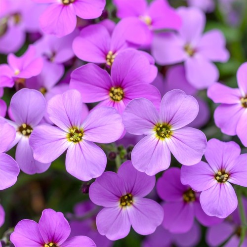 zagwin-ogrodowy-hamburger-stadtpark-aubrieta-hybrida-fioletowe-kwiaty-zimozielona-pokrywowa-bylina-sadzonka-sadzonki-zielona-para-zielonapara