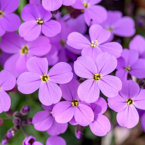 zagwin-ogrodowy-hamburger-stadtpark-aubrieta-hybrida-fioletowe-kwiaty-zimozielona-pokrywowa-bylina-sadzonka-sadzonki-zielona-para-zielonapara