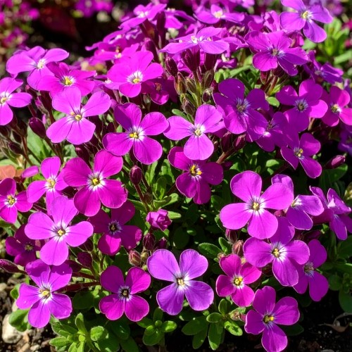 zagwin-ogrodowy-regado-red-aubrieta-hybrida-czerwono-purpurowe-kwiaty-zimozielona-pokrywowa-bylina-sadzonka-sadzonki-zielona-para-zielonapara