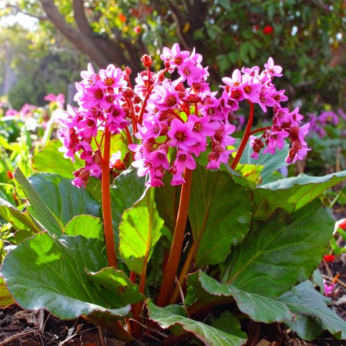 bergenia-sercolistna-rose-bergenia-cordifolia-rozowe-kwiaty-zimozielone-liscie-bylina-sadzonka-sadzonki-zielona-para-zielonapara