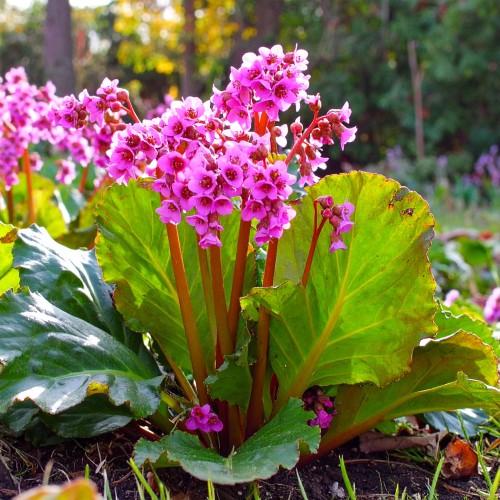 bergenia-sercolistna-rose-bergenia-cordifolia-rozowe-kwiaty-zimozielone-liscie-bylina-sadzonka-sadzonki-zielona-para-zielonapara