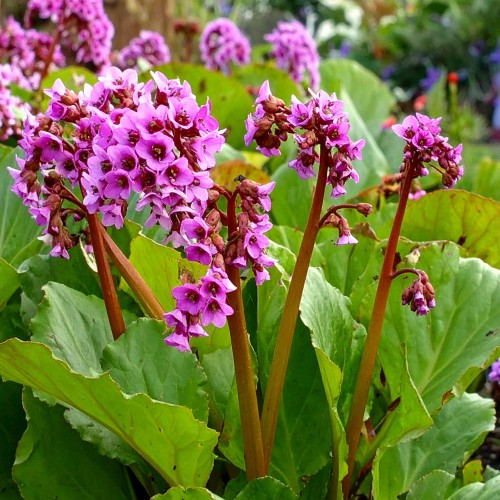 bergenia-sercolistna-rose-bergenia-cordifolia-rozowe-kwiaty-zimozielone-liscie-bylina-sadzonka-sadzonki-zielona-para-zielonapara