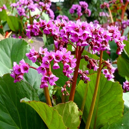 bergenia-sercolistna-rose-bergenia-cordifolia-rozowe-kwiaty-zimozielone-liscie-bylina-sadzonka-sadzonki-zielona-para-zielonapara