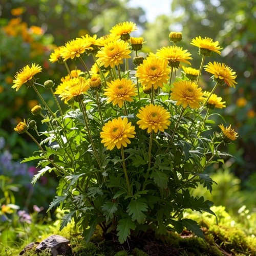 kolotocznik-wierzbolistny-alpengold-aminthas-salicifolia-zolte-kwiaty-pierzaste-liscie-bylina-sadzonka-sadzonki-zielona-para-zielonapara