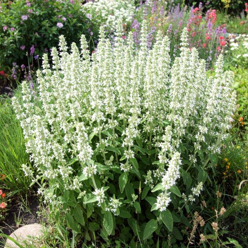 kalaminta-mniejsza-white-cloud-calamintha-nepeta-sadzonka-biale-kwiatostany-zdrowa-zielona-para.jpg