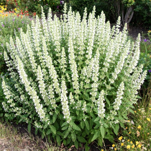 kalaminta-mniejsza-white-cloud-calamintha-nepeta-sadzonka-biale-kwiatostany-zdrowa-zielona-para.jpg