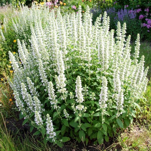 kalaminta-mniejsza-white-cloud-calamintha-nepeta-sadzonka-biale-kwiatostany-zdrowa-zielona-para.jpg