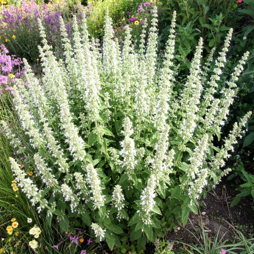 kalaminta-mniejsza-white-cloud-calamintha-nepeta-sadzonka-biale-kwiatostany-zdrowa-zielona-para.jpg