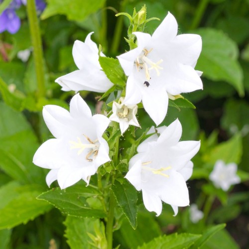 dzwonek-szerokolistny-alba-campanula-latifolia-zdrowa-sadzonka-biale-kwiaty-zielona-para.jpg
