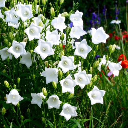 dzwonek-brzoskwiniolistny-campanula-persicifolia-takion-f1-white-zielonapara-sadzonka-duza-zdrowa-biale-kwiaty