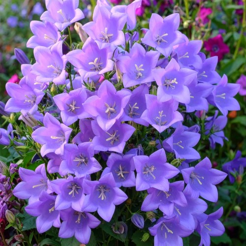 dzwonek-dalmatynski-catharina-campanula-portenschlagiana-zdrowa-sadzonka-fioletowe-kwiaty-zielona-para.jpg