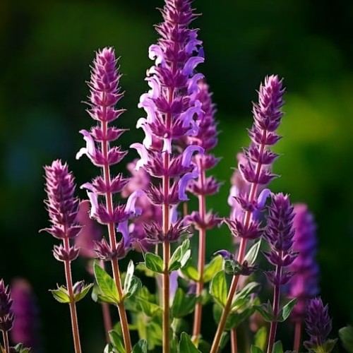 szalwia-okregowa-purple-rain-salvia-verticillata-fioletowe-kwiaty-wyraziste-okragle-kwiatostany-sadzonka-sadzonki-zielona-para-zielonapara