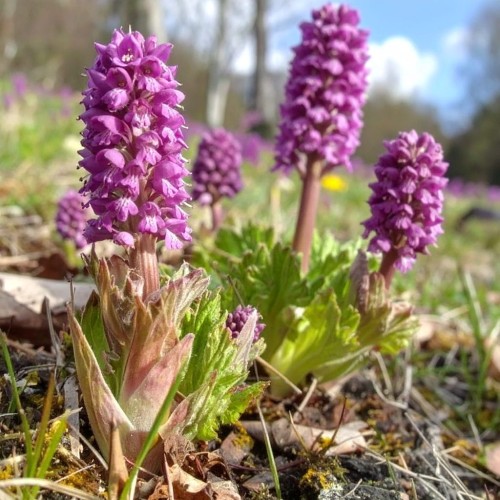 lepiężnik-różowy-roseus-petasites-hybridus-rozowe-kwiaty-duze-liscie-bylina-sadzonka-sadzonki-zielona-para-zielonapara