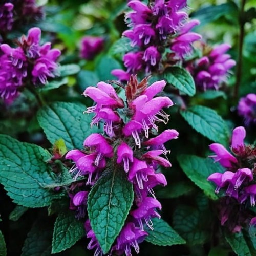 jasnota-lamium-maculatum-zielonapara-sadzonka-duza-zdrowa-rozowe-kwiaty.jpg-537159.jpg