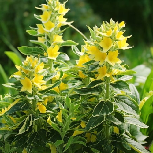 tojesc-kropkowana-lysimachia-punctata-zielonapara-sadzonka-duza-zdrowa-zolte-kwiaty-variegata.jpg