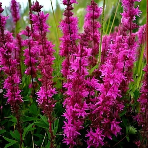 krwawnica-rozgowata-dopmore-purple-sadzonka-zielona-para.jpg