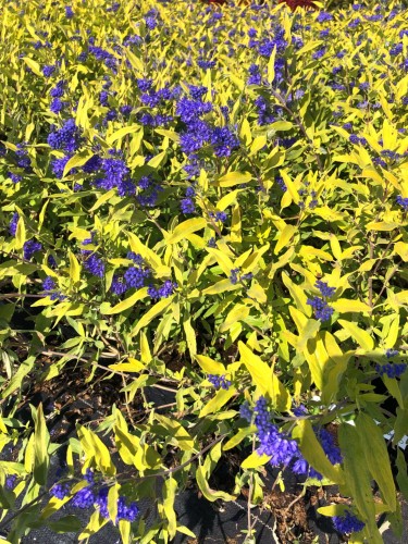 barbula-caryopteris-worcester-gold-zielonapara-sadzonka-duza-zdrowa-zolte-liscie-niebieskie-kwiat.jpg