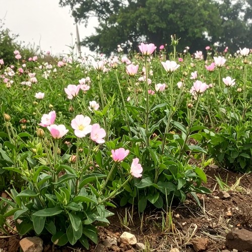 Wiesiołek-okazały-Siskiyou-Pink-Oenothera-speciosa-zdrowa-sadzonka-zielona-para.jpg