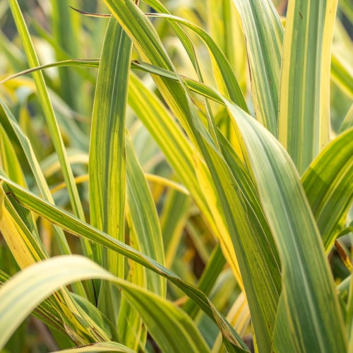 mozga-trzcinowa-phalaris-arundinacea-arctic-sun-zielonapara-sadzonka-duza-zdrowa-pstre-liscie.jpg.jpg