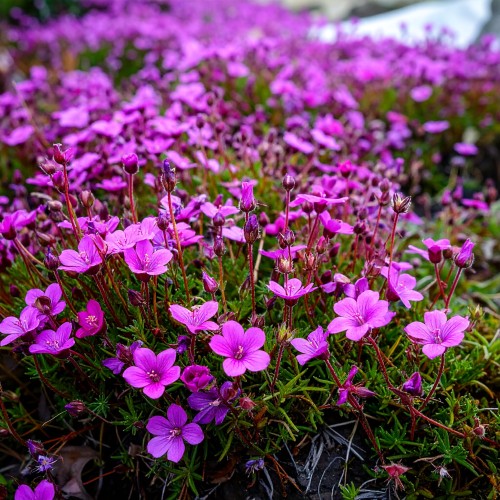 Floks szydlasty MacDaniel's Cushion